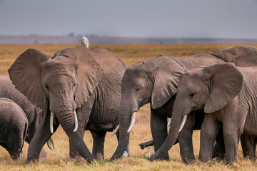 Obraz premium African Elephants feeding at Amboseli national Park ,Kenya.