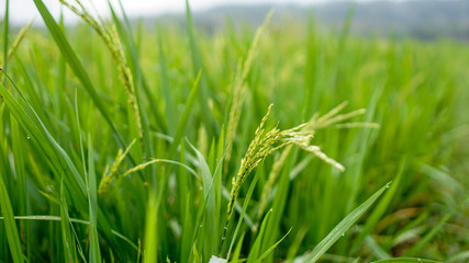 close up green rice fields