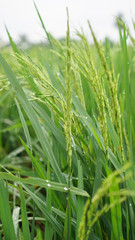 close up green rice fields