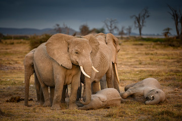 Group of Elephants Sleeping Amboseli National Park ,Kenya.