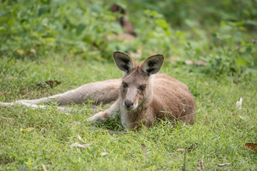 Naklejka na ściany i meble A wild eastern grey kangaroo lying down on grass in a patch of sunlight in a forest, Queensland, Australia.