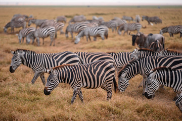 Fototapeta na wymiar Zebra on grassland in Amboseli National Park ,Kenya.