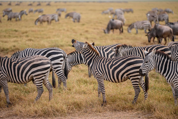 Obraz na płótnie Canvas Zebra on grassland in Amboseli National Park ,Kenya.