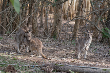Naklejka na ściany i meble A family group of three wild eastern grey kangaroo in a patch of sunlight in a forest, Queensland, Australia.