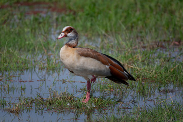 Egyptian Goose in Amboseli National Park ,Kenya.