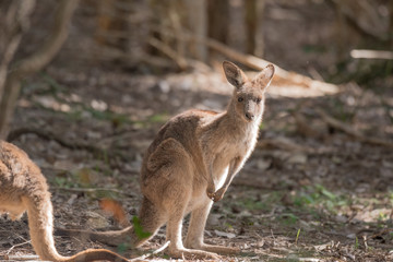 A young, wild eastern grey kangaroo in a patch of sunlight in a forest in Queensland, Australia.