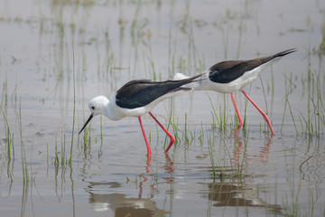 Black winged stilt feeding in Amboseli National Park ,Kenya.