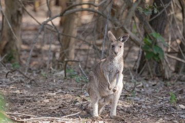 A young, wild eastern grey kangaroo in a patch of sunlight in a forest, Queensland, Australia.