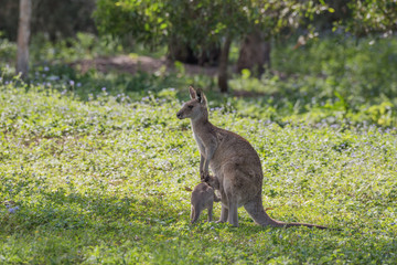 A wild, female eastern grey Kangaroo with her joey feeding in a patch of grass. Queensland, Australia.