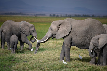 Naklejka na ściany i meble African Elephants feeding at Amboseli national Park ,Kenya.