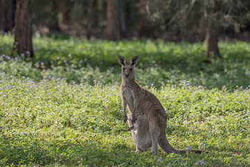 A wild, female eastern grey Kangaroo with the hind leg of her joey sticking out of her pouch, Queensland, Australia.