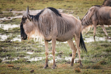 Wildebeest on grassland in Amboseli National Park ,Kenya.