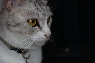Thai Cat face. The close up animal photo.