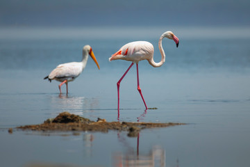 Greater Flamingo in Lake Nakuru National Park ,Kenya.