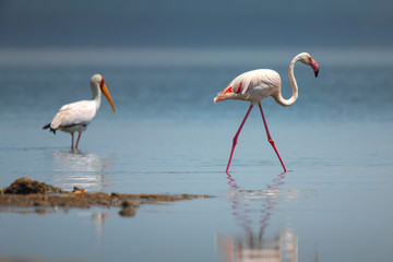Greater Flamingo in Lake Nakuru National Park ,Kenya.