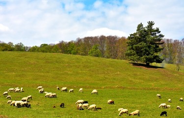 Fototapeta premium a flock of sheep on the hill