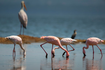 Lesser Flamingo in Lake Nakuru National Park ,Kenya.