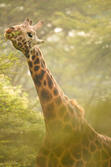 Obraz premium Rotschild's giraffes (Camelopardis Rotschildi) in Lake Nakuru National Park, Kenya