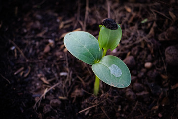 Small plant growing up from soil. The nature closeup photo.