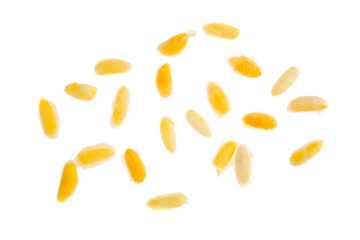 Beautiful yellow color Cocoons on background