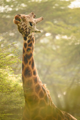Rotschild's giraffes (Camelopardis Rotschildi) in Lake Nakuru National Park, Kenya