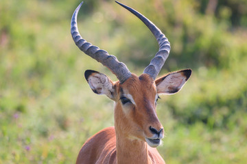 Naklejka na ściany i meble Impala male portrait close-up in Lake Nakuru National Park ,Kenya.