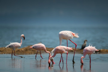 Fototapeta na wymiar Greater and Lesser Flamingo in Lake Nakuru National Park ,Kenya.
