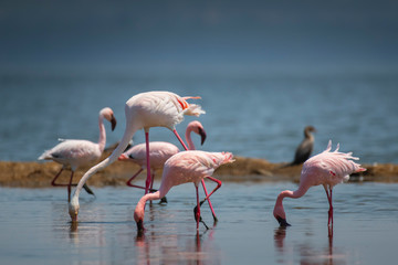 Fototapeta premium Greater and Lesser Flamingo in Lake Nakuru National Park ,Kenya.