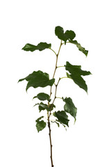 Mulberry tree branch isolated on background