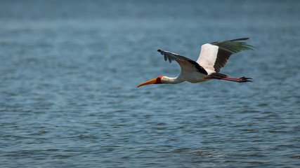 Yellow-billed Stork in Flight over Lake Naivasha ,Kenya.