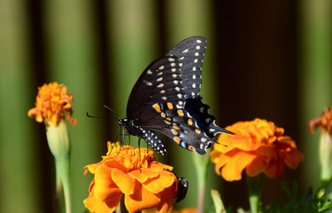 butterfly in the backyard of iowa