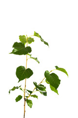 Naklejka premium Mulberry tree branch isolated on background