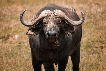 Fototapeta premium African buffalo in Lake Nakura National Park ,Kenya.