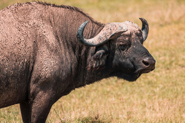 African buffalo in Lake Nakura National Park ,Kenya.
