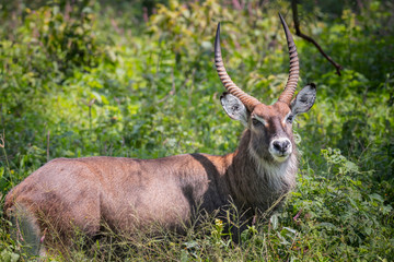 Waterbuck male in Lake Nakuru National Park ,Kenya.