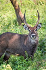 Waterbuck male in Lake Nakuru National Park ,Kenya.
