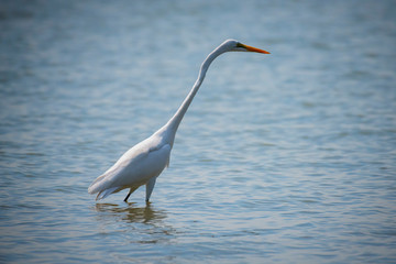 Yellow-billed Egret in Lake Naivasha ,Kenya.