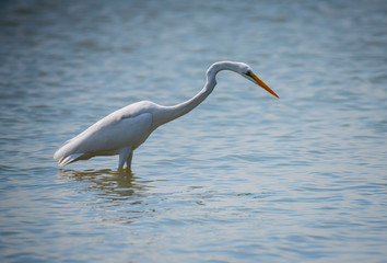 Yellow-billed Egret in Lake Naivasha ,Kenya.