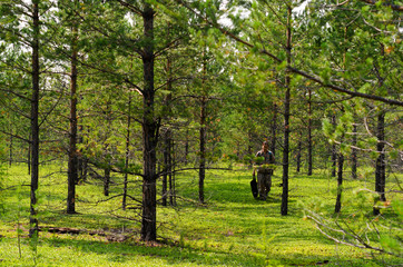 Asian tourist girl with a package in her hands collects mushrooms in the forest with small targets and green grass in the wild taiga of the North of Yakutia.