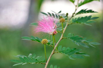  Many colorful leaves in the garden That looks fresh and cool, beautiful nature