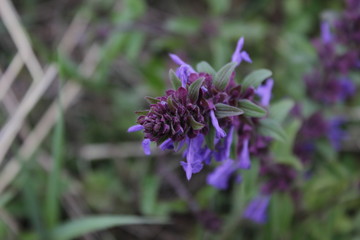 Nature