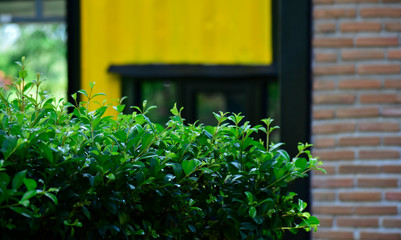  Many colorful leaves in the garden That looks fresh and cool, beautiful nature