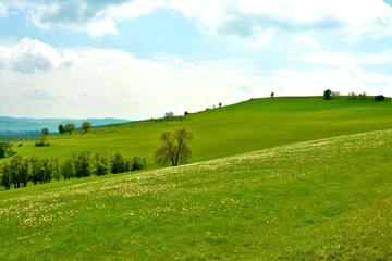 landscape with green field and sky