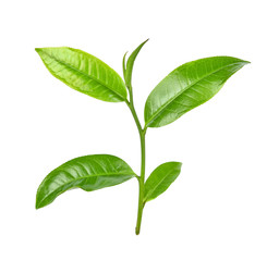 Obraz premium Green tea leaf on white background