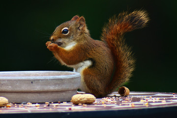 squirrel eating nut
