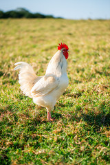 Australian Rooster outside in nature during the day time.