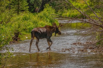 colorado wildlife in the Rocky Mountain National Park