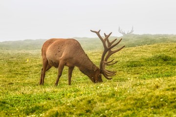 colorado wildlife in the Rocky Mountain National Park