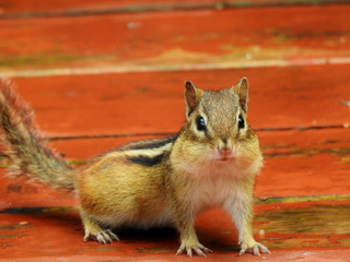 chipmunk eating
