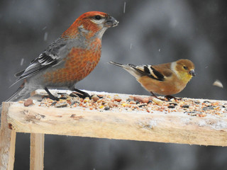 birds rain